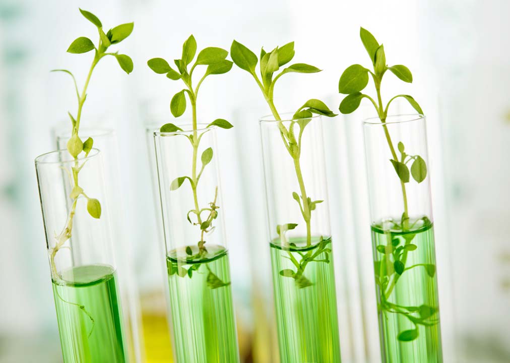phd scholarship in plant breeding and biotechnology